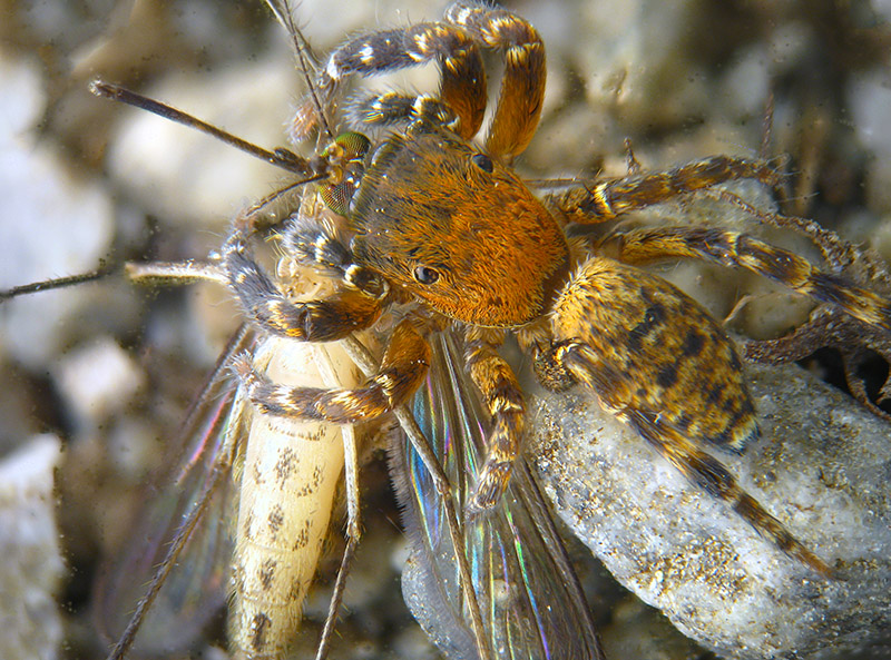 Salticide Ligure...:Cyrba algerina, maschio - Ceriale (SV)